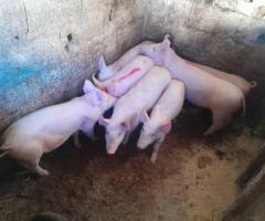 Prodajem prasad 22-25 kg | 7 muških | Zvornik - 2